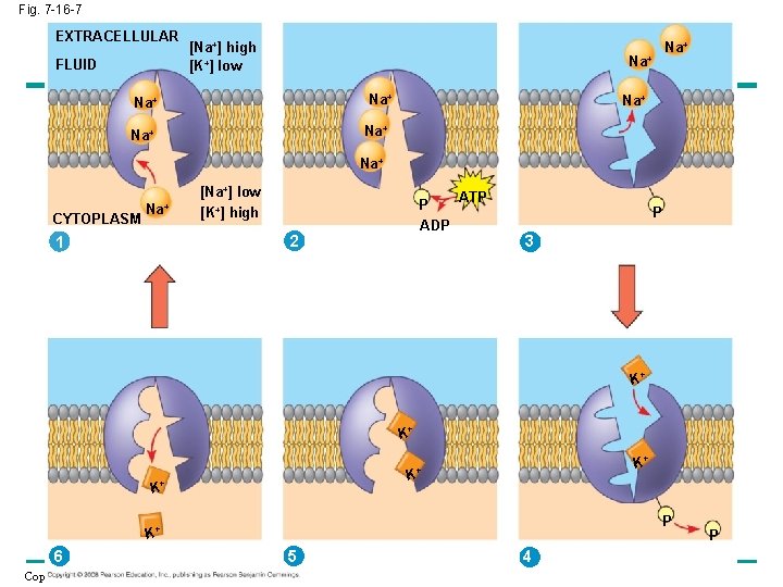 Fig. 7 -16 -7 EXTRACELLULAR FLUID [Na+] high [K+] low Na+ Na+ CYTOPLASM Na+