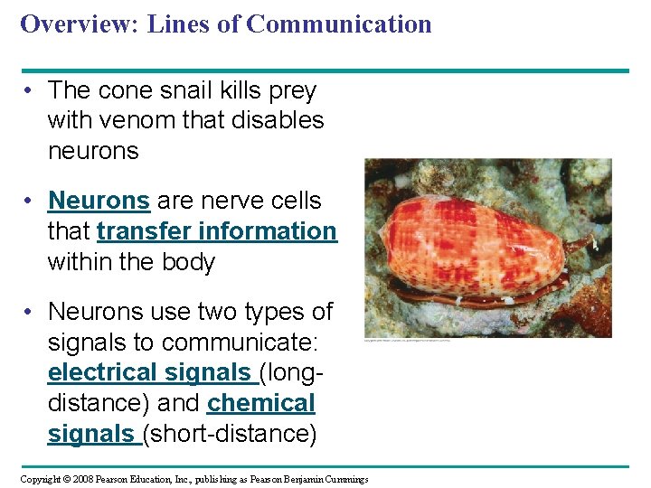 Overview: Lines of Communication • The cone snail kills prey with venom that disables