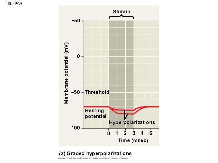 Fig. 48 -9 a Stimuli Membrane potential (m. V) +50 0 – 50 Threshold