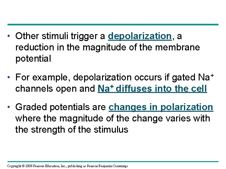  • Other stimuli trigger a depolarization, a reduction in the magnitude of the
