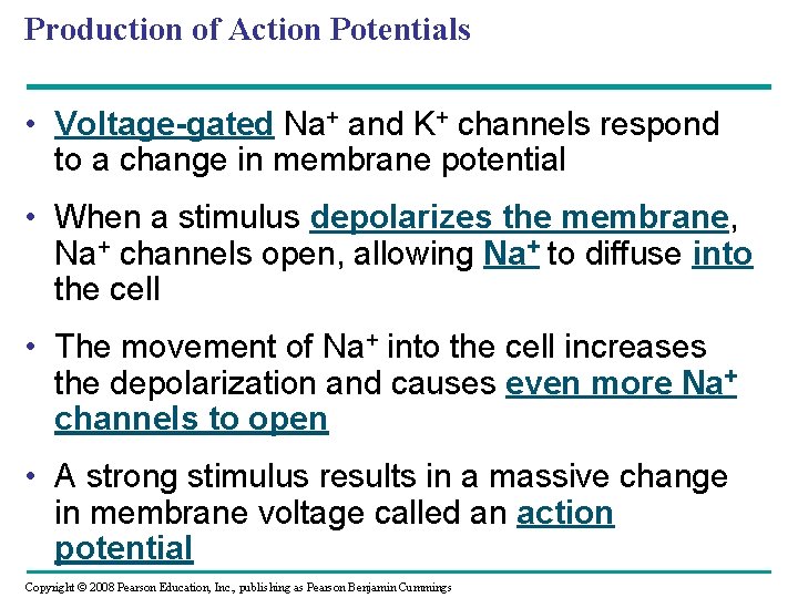 Production of Action Potentials • Voltage-gated Na+ and K+ channels respond to a change