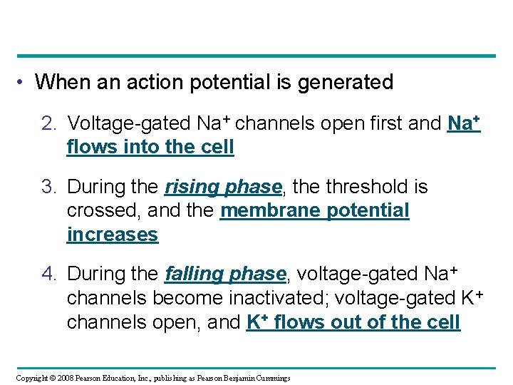  • When an action potential is generated 2. Voltage-gated Na+ channels open first