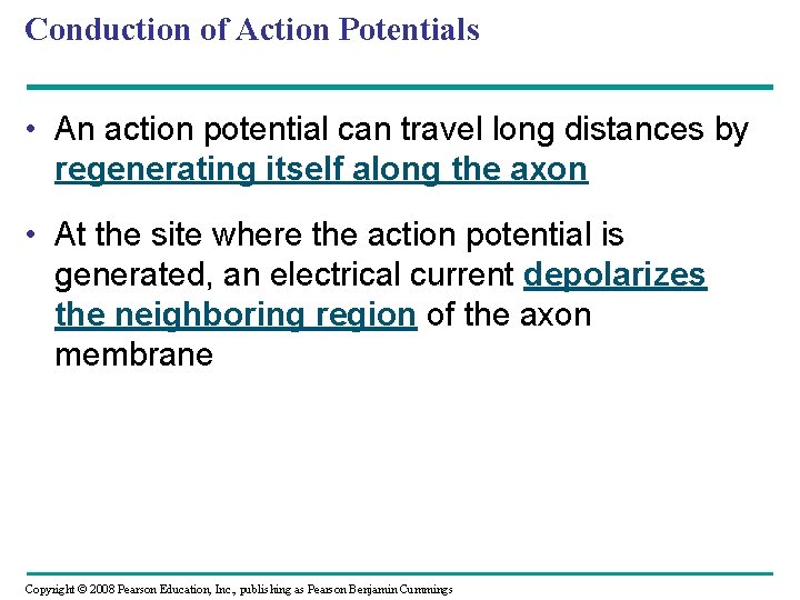 Conduction of Action Potentials • An action potential can travel long distances by regenerating