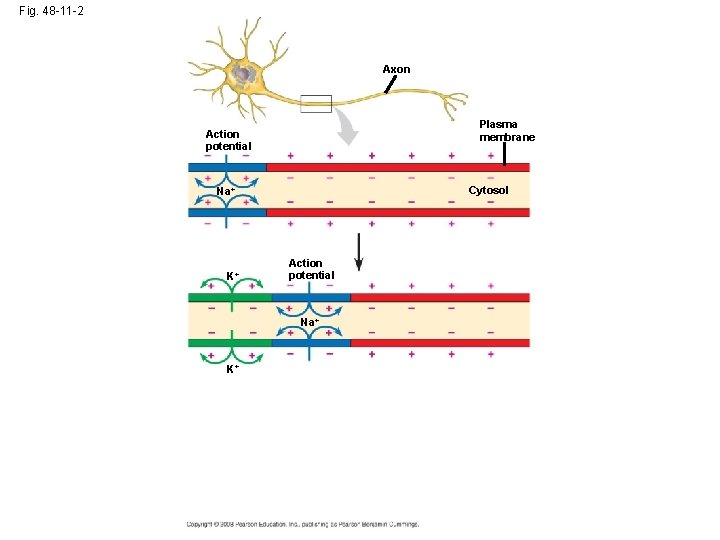 Fig. 48 -11 -2 Axon Plasma membrane Action potential Cytosol Na+ K+ Action potential