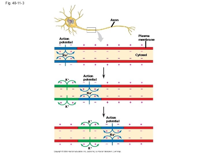 Fig. 48 -11 -3 Axon Plasma membrane Action potential Cytosol Na+ K+ Action potential