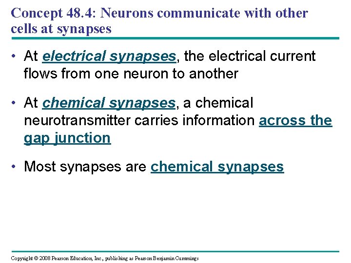 Concept 48. 4: Neurons communicate with other cells at synapses • At electrical synapses,