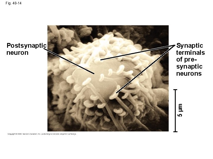 Fig. 48 -14 Synaptic terminals of presynaptic neurons 5 µm Postsynaptic neuron 