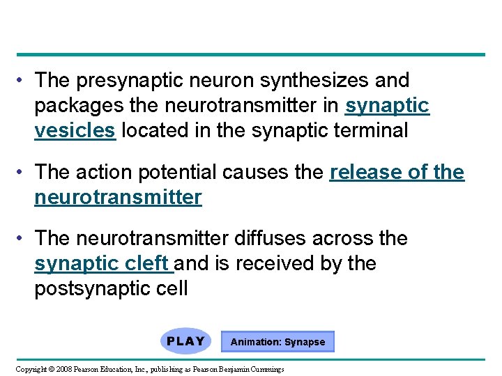  • The presynaptic neuron synthesizes and packages the neurotransmitter in synaptic vesicles located