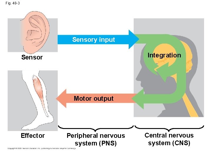 Fig. 48 -3 Sensory input Integration Sensor Motor output Effector Peripheral nervous system (PNS)