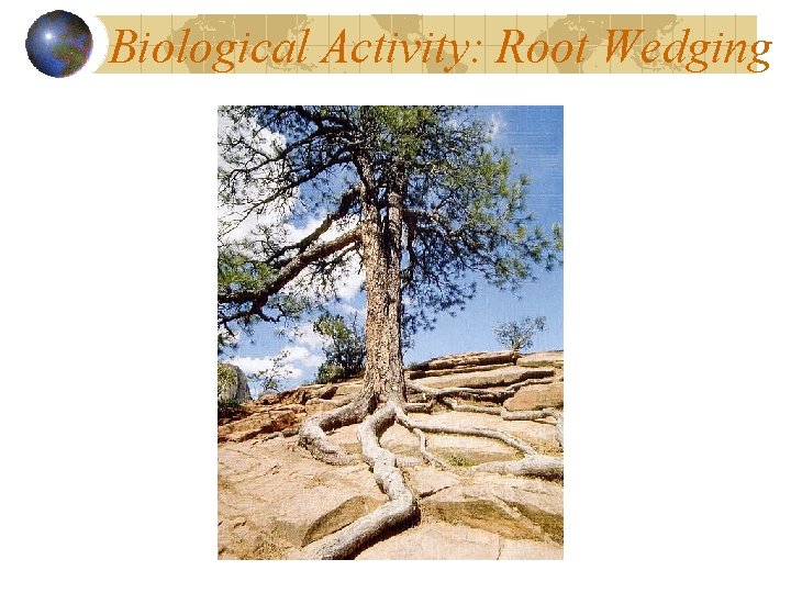 Biological Activity: Root Wedging 