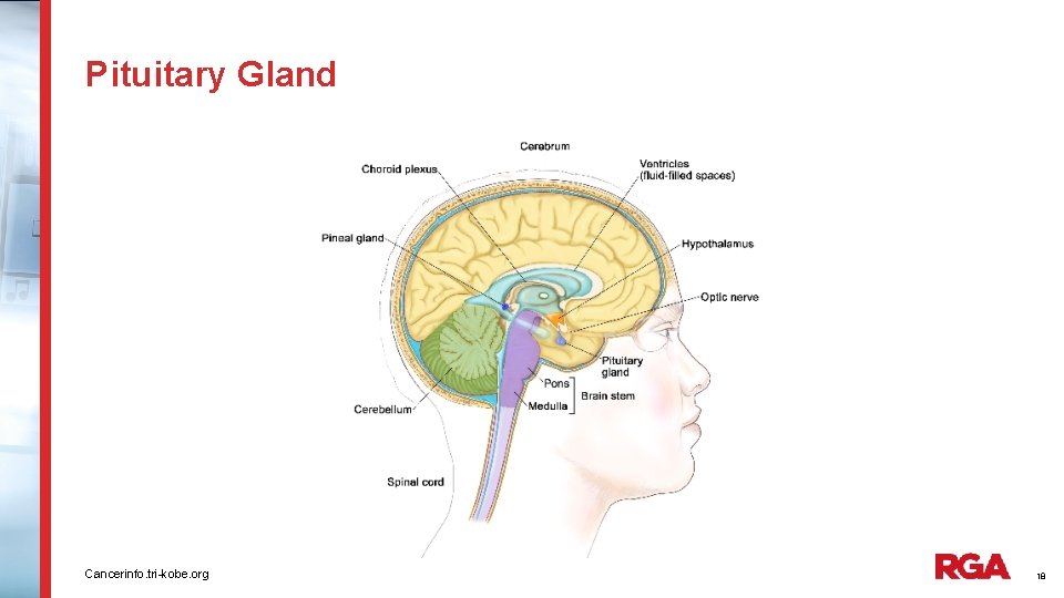 Pituitary Gland Cancerinfo. tri-kobe. org 18 