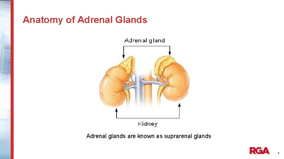 Anatomy of Adrenal Glands Adrenal glands are known as suprarenal glands 4 