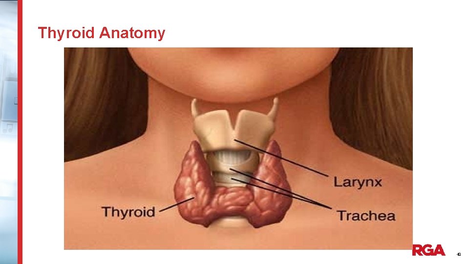 Thyroid Anatomy 40 