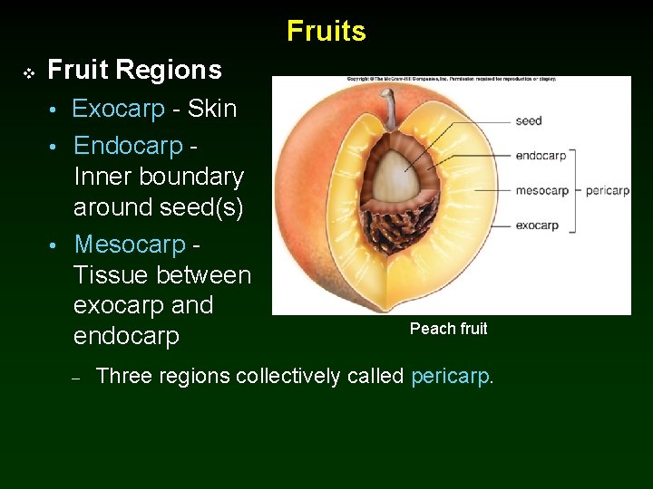 Fruits v Fruit Regions • Exocarp - Skin • Endocarp - Inner boundary around