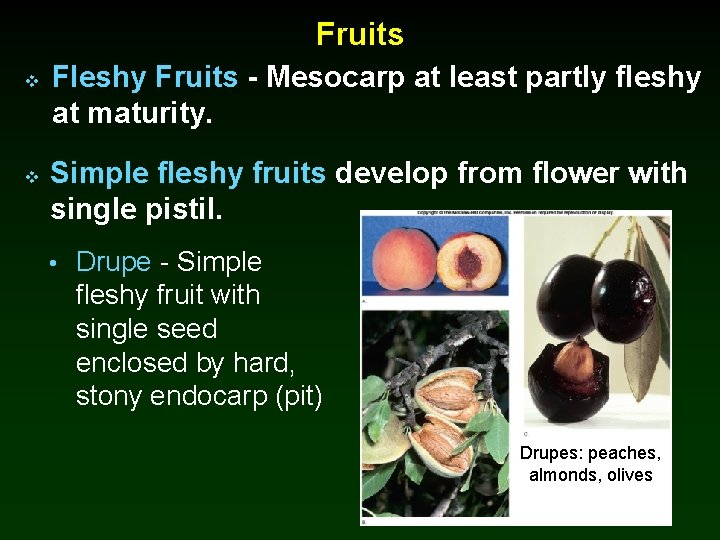 Fruits v v Fleshy Fruits - Mesocarp at least partly fleshy at maturity. Simple