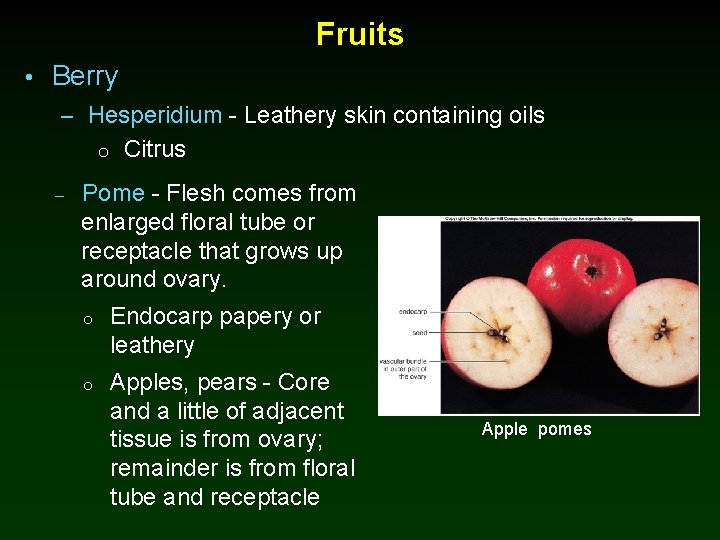 Fruits • Berry – Hesperidium - Leathery skin containing oils o Citrus – Pome