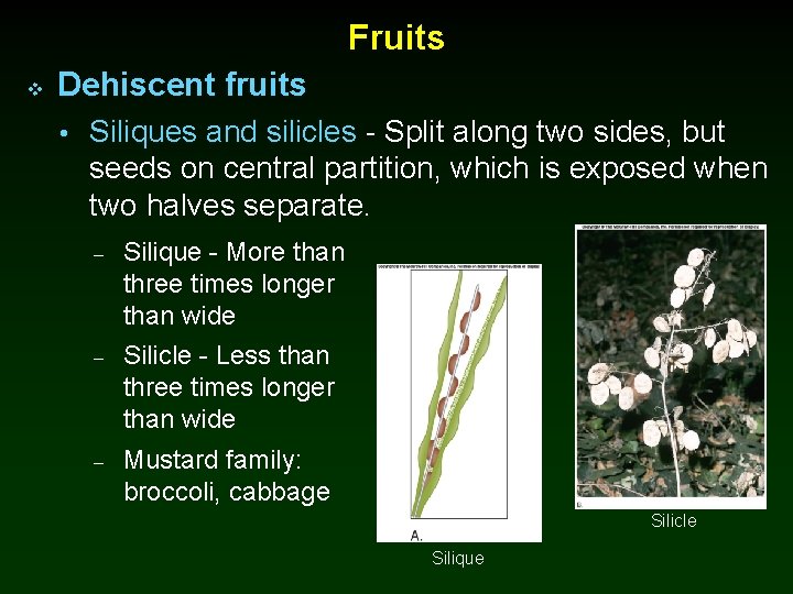 Fruits v Dehiscent fruits • Siliques and silicles - Split along two sides, but