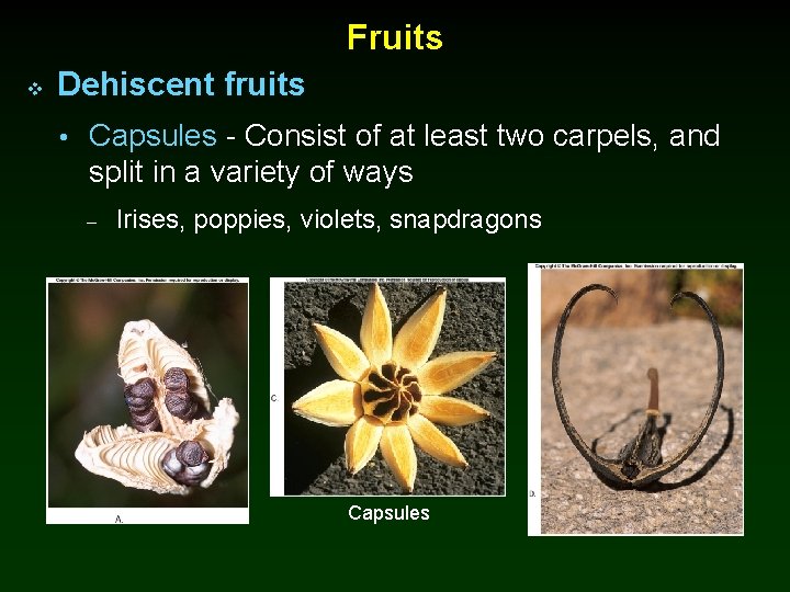 Fruits v Dehiscent fruits • Capsules - Consist of at least two carpels, and