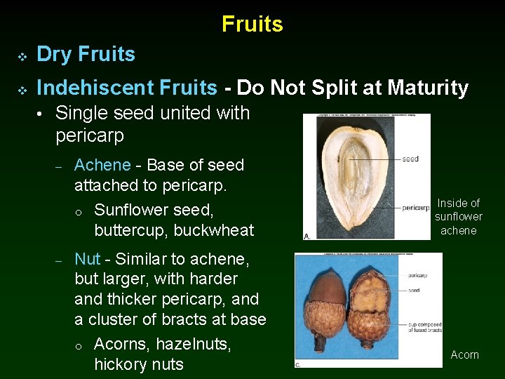 Fruits v Dry Fruits v Indehiscent Fruits - Do Not Split at Maturity •