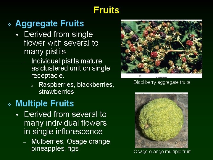 Fruits v Aggregate Fruits • Derived from single flower with several to many pistils