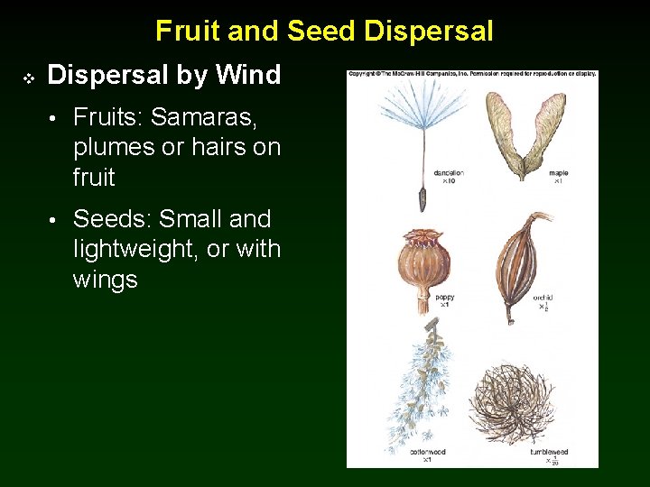 Fruit and Seed Dispersal v Dispersal by Wind • Fruits: Samaras, plumes or hairs