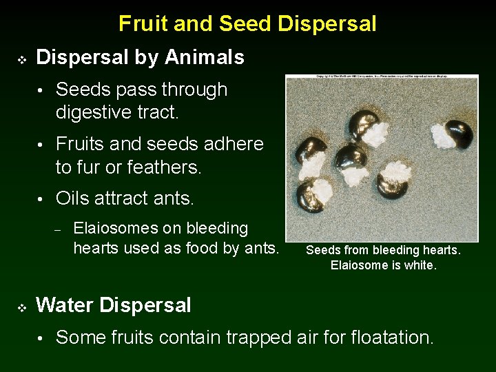 Fruit and Seed Dispersal v Dispersal by Animals • Seeds pass through digestive tract.