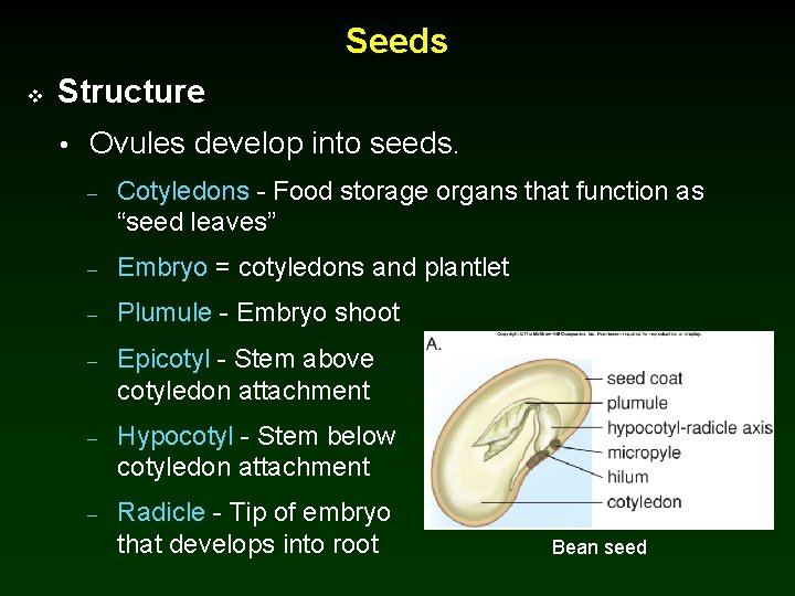 Seeds v Structure • Ovules develop into seeds. – Cotyledons - Food storage organs