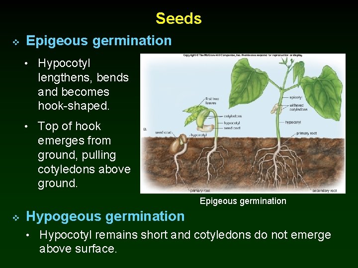 Seeds v Epigeous germination • Hypocotyl lengthens, bends and becomes hook-shaped. • Top of