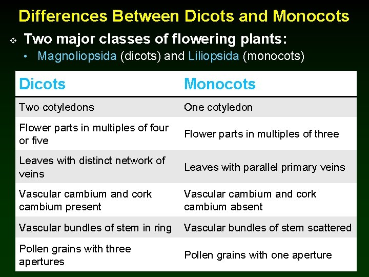 Differences Between Dicots and Monocots v Two major classes of flowering plants: • Magnoliopsida