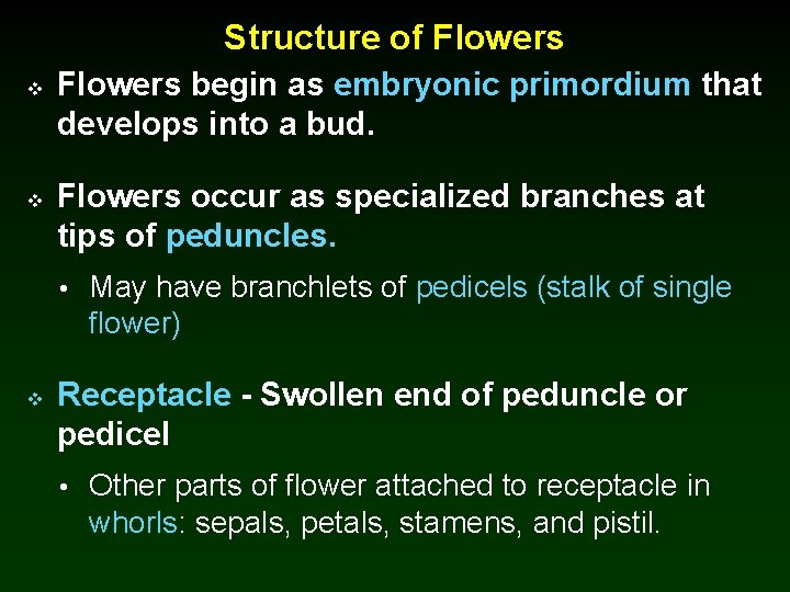 Structure of Flowers v v Flowers begin as embryonic primordium that develops into a