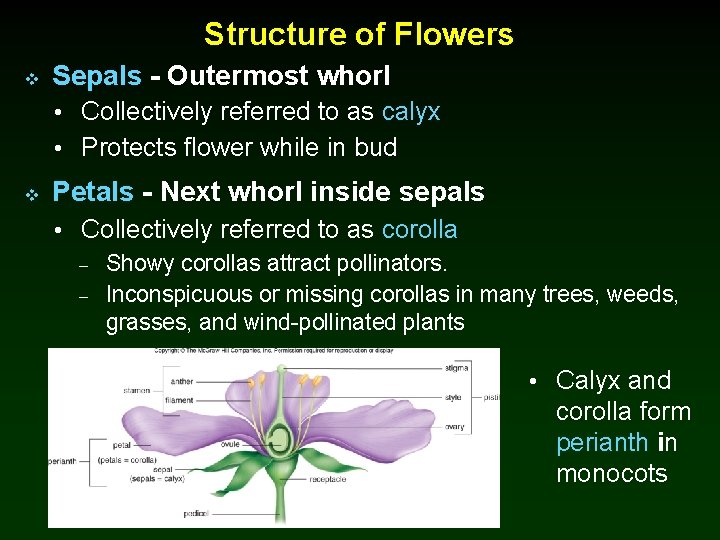 Structure of Flowers v Sepals - Outermost whorl • Collectively referred to as calyx