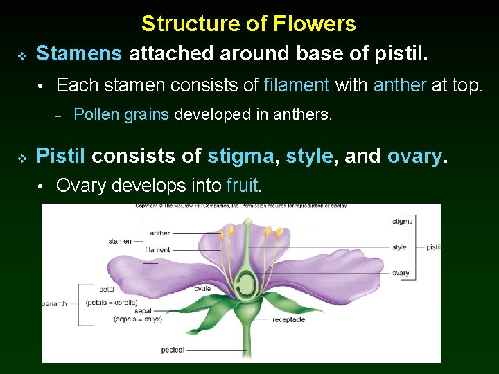 Structure of Flowers v Stamens attached around base of pistil. • Each stamen consists