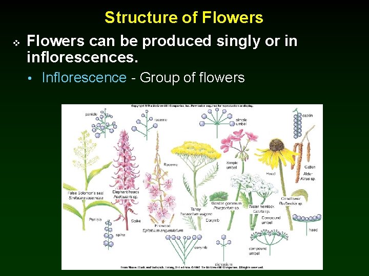 Structure of Flowers v Flowers can be produced singly or in inflorescences. • Inflorescence