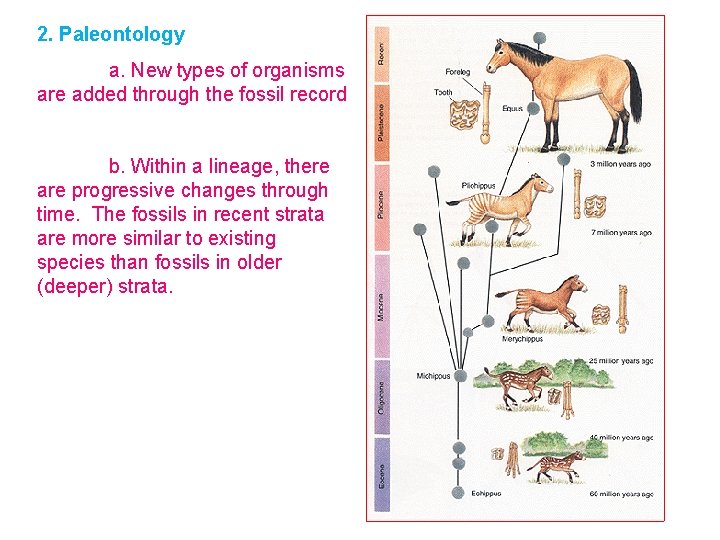 2. Paleontology a. New types of organisms are added through the fossil record b.