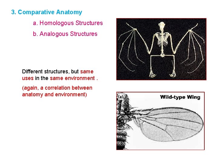 3. Comparative Anatomy a. Homologous Structures b. Analogous Structures Different structures, but same uses