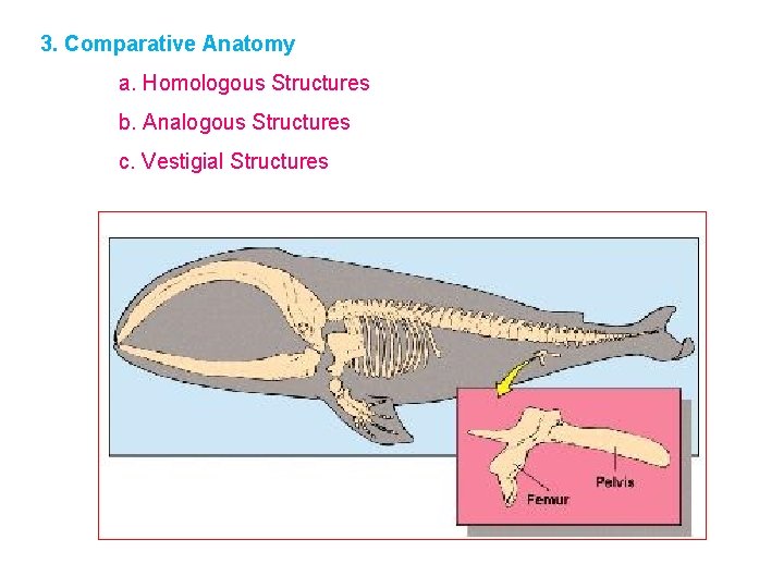 3. Comparative Anatomy a. Homologous Structures b. Analogous Structures c. Vestigial Structures 