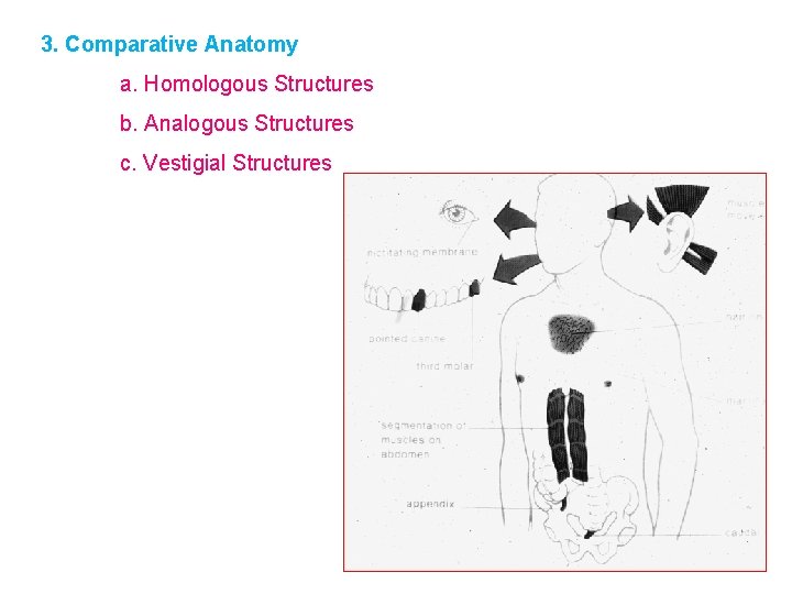 3. Comparative Anatomy a. Homologous Structures b. Analogous Structures c. Vestigial Structures 