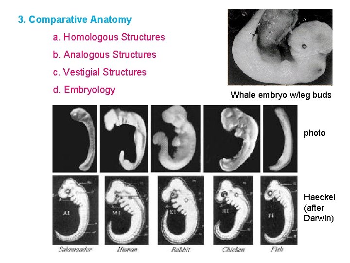 3. Comparative Anatomy a. Homologous Structures b. Analogous Structures c. Vestigial Structures d. Embryology