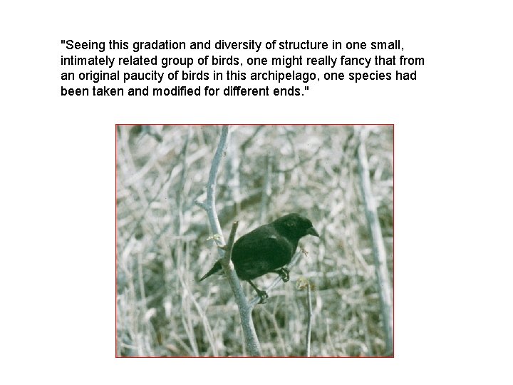 "Seeing this gradation and diversity of structure in one small, intimately related group of