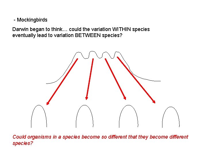 - Mockingbirds Darwin began to think… could the variation WITHIN species eventually lead to