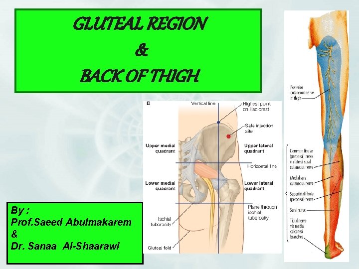 GLUTEAL REGION & BACK OF THIGH By : Prof. Saeed Abulmakarem & Dr. Sanaa