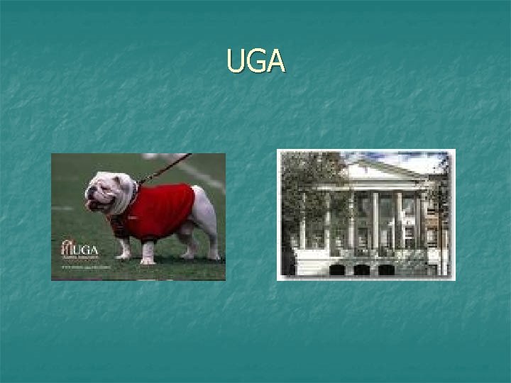 UGA 