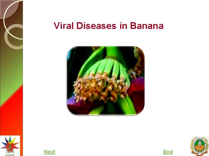 Viral Diseases in Banana Next End 