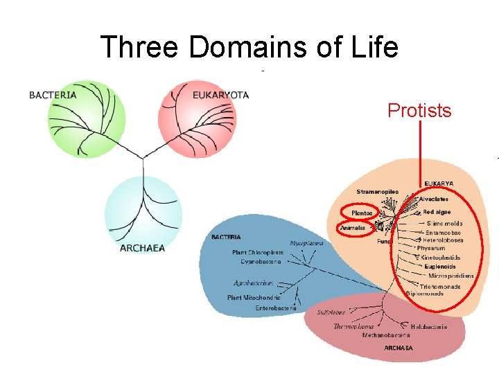 Three Domains of Life Protists 