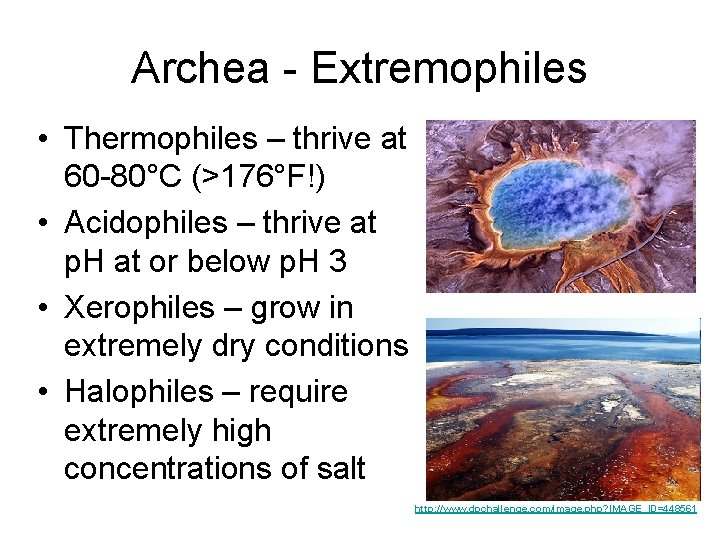 Archea - Extremophiles • Thermophiles – thrive at 60 -80°C (>176°F!) • Acidophiles –