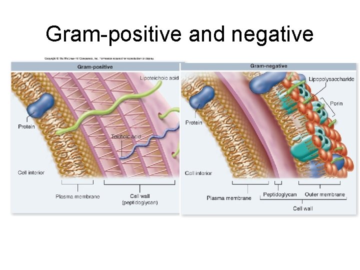 Gram-positive and negative 