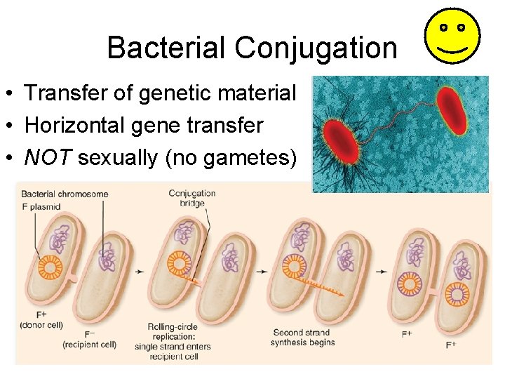 Bacterial Conjugation • Transfer of genetic material • Horizontal gene transfer • NOT sexually