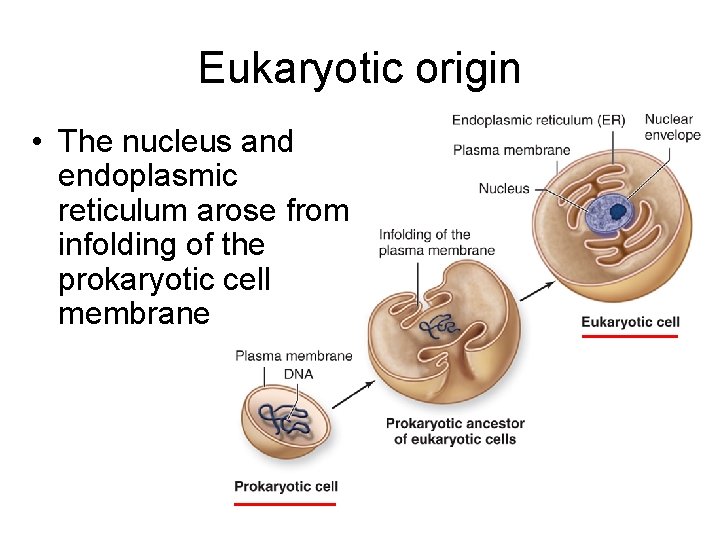 Eukaryotic origin • The nucleus and endoplasmic reticulum arose from infolding of the prokaryotic