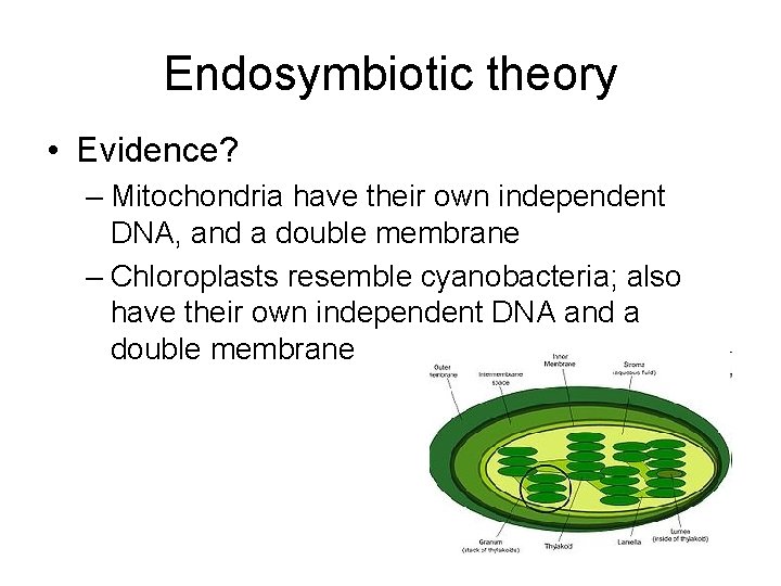Endosymbiotic theory • Evidence? – Mitochondria have their own independent DNA, and a double