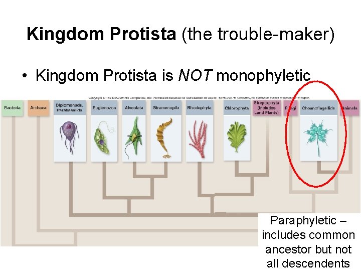Kingdom Protista (the trouble-maker) • Kingdom Protista is NOT monophyletic Paraphyletic – includes common